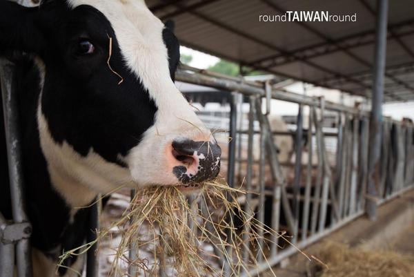【台灣旅行】和動物們共度週末！全台十大牧場