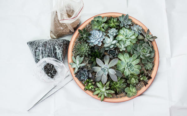 為什麼多肉植物養不活？10 個多肉植物的小秘密