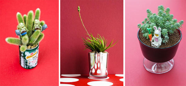 為什麼多肉植物養不活？10 個多肉植物的小秘密