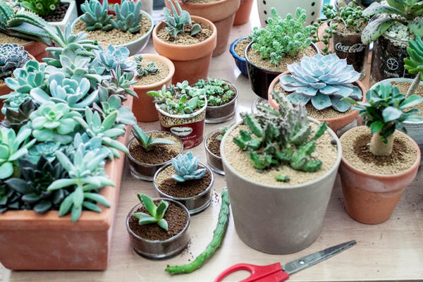 為什麼多肉植物養不活？10 個多肉植物的小秘密