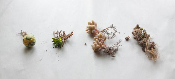 為什麼多肉植物養不活？10 個多肉植物的小秘密