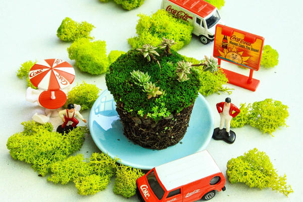 為什麼多肉植物養不活？10 個多肉植物的小秘密