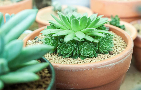 為什麼多肉植物養不活？10 個多肉植物的小秘密