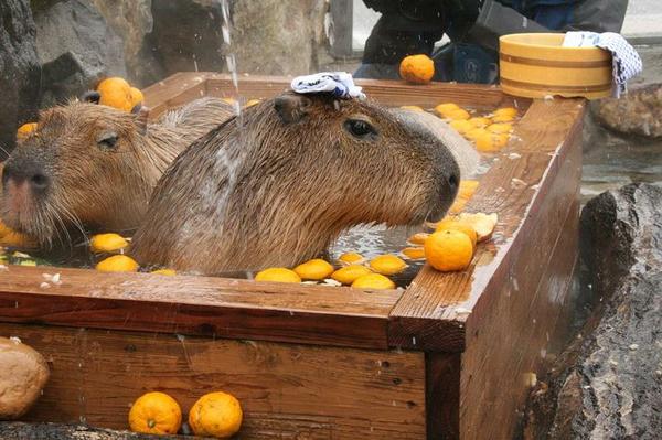 【日本奇遇ing】除了官方票選外，絕不能錯過的另類祕湯！