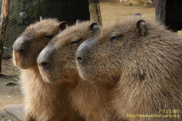 【日本奇遇ing】日本知名的動物明星---水豚君參上！