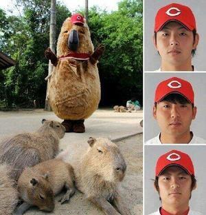 【日本奇遇ing】日本知名的動物明星---水豚君參上!