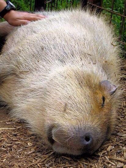 【日本奇遇ing】日本知名的動物明星---水豚君參上!