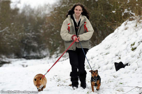 人狐情深：《狐狸與獵狗》真實版