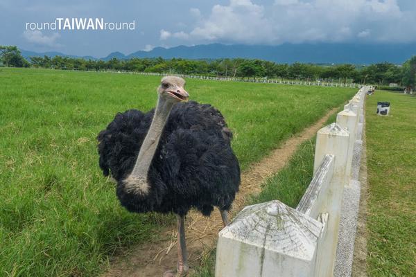 【台灣旅行】和動物們共度週末！全台十大牧場