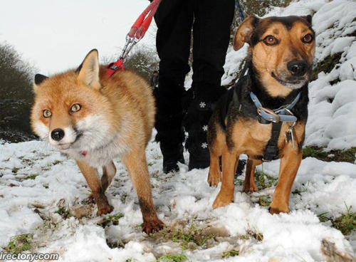 人狐情深：《狐狸與獵狗》真實版