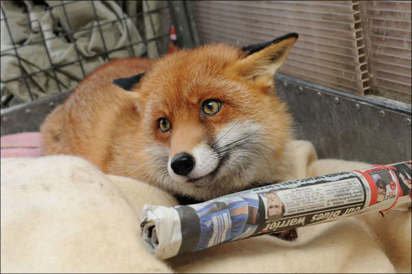 人狐情深：《狐狸與獵狗》真實版