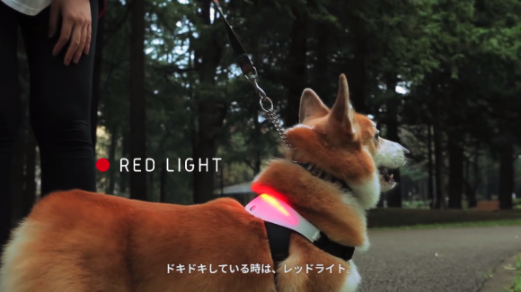 七彩變化的 INUPATHY 項圈，幫你成為動物溝通大師！