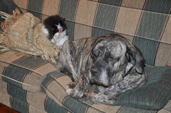 Chase No Face！我和你是一樣的