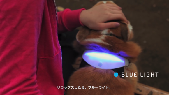 七彩變化的 INUPATHY 項圈，幫你成為動物溝通大師！