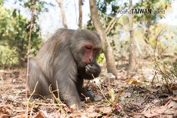 【台灣旅行】和動物們共度週末！全台十大牧場