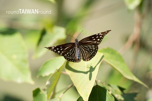 【台灣旅行】我最喜歡的城市，高雄好好玩