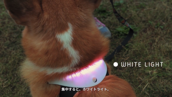 七彩變化的 INUPATHY 項圈，幫你成為動物溝通大師！