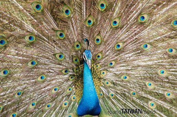 【台灣旅行】和動物們共度週末！全台十大牧場