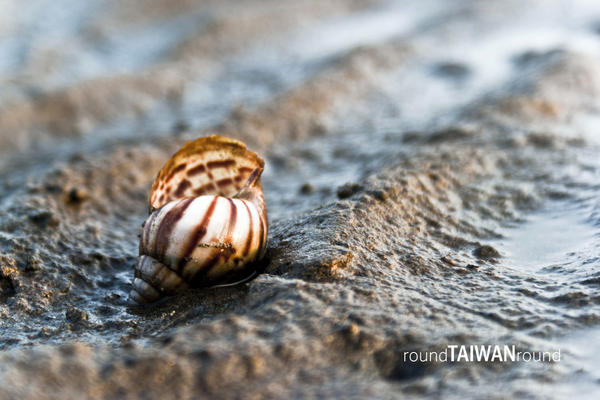 【台灣旅行】一生鐵定要來一次的主題旅遊---全台風車踩點樂