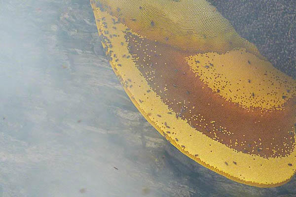 命懸喜馬拉雅，尼泊爾採蜜工人的生活