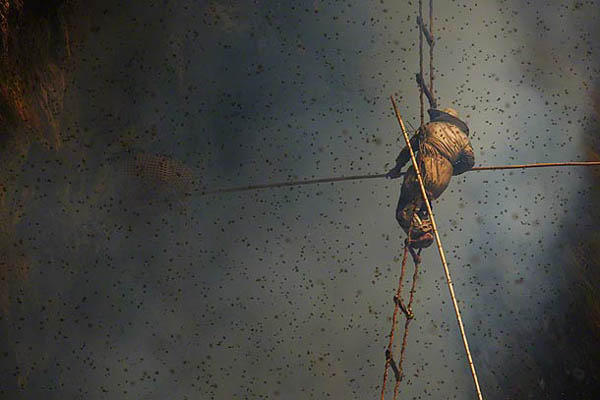 命懸喜馬拉雅，尼泊爾採蜜工人的生活