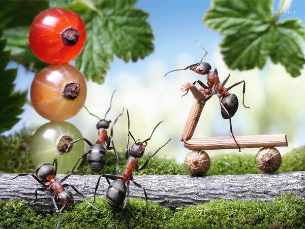 九種不想錯過也不該錯過的微距攝影作品