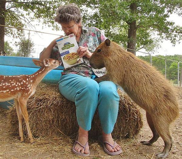 一家親的收容所  讓動物們不孤單