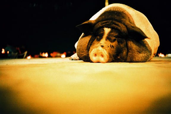 【遊記】Horizon Perfekt全景相機鏡頭下的美麗台東