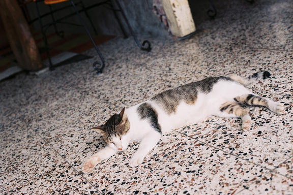 【遊記】Horizon Perfekt全景相機鏡頭下的美麗台東