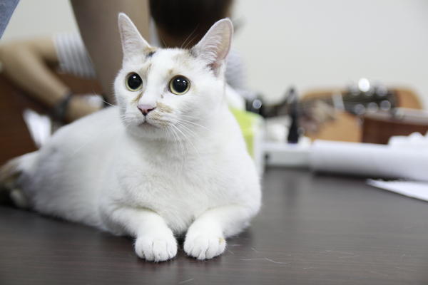 【台灣設計】智慧型貓咪臉部辨識餵食器 Bistro 