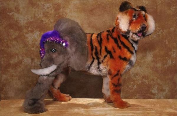 國外的瘋狂狗狗美容秀