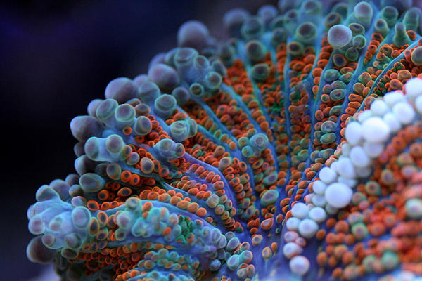 九種不想錯過也不該錯過的微距攝影作品