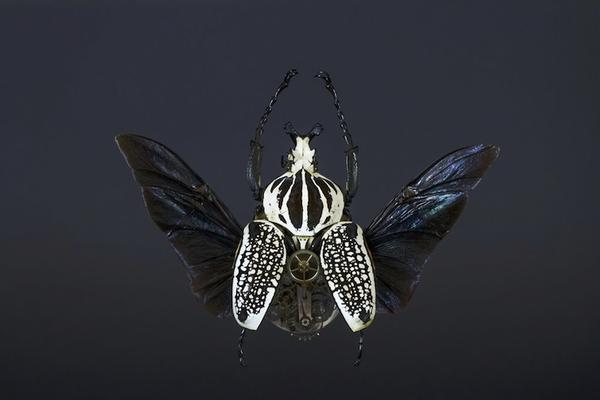 模擬未來機械生物體的昆蟲創作