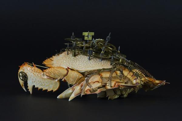 模擬未來機械生物體的昆蟲創作