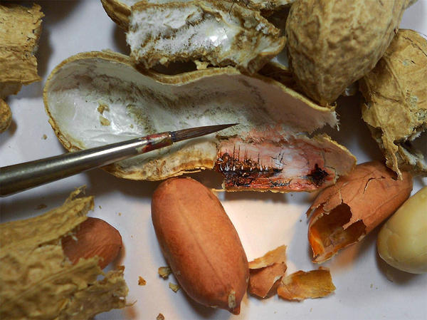 小小食材上的美麗建築畫作