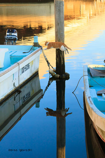 一次就好了！好想照一張貓跳躍的照片喔！五十嵐先生的訪問