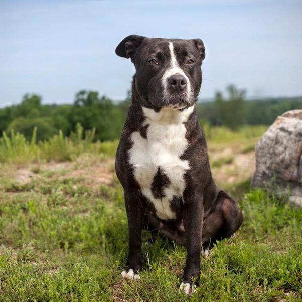 「誠徵主人」，為收容動物拍攝的出遊照