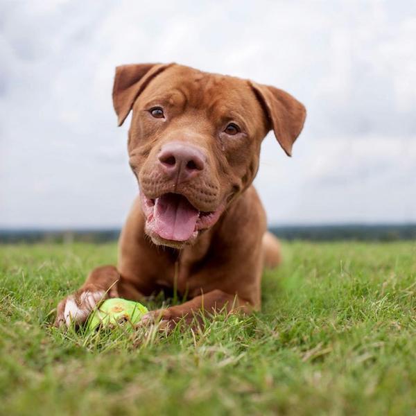 「誠徵主人」，為收容動物拍攝的出遊照