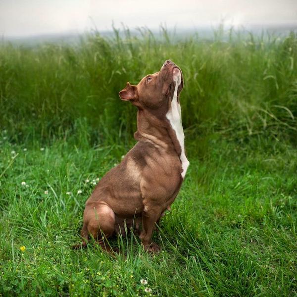 「誠徵主人」，為收容動物拍攝的出遊照