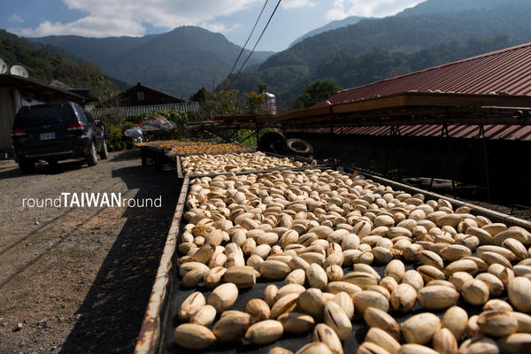 【台灣旅行】老套行程OFF，阿里山不可錯過的隱藏景點分享！