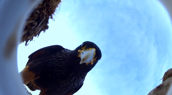 野生攝影可以這樣玩,偽裝成企鵝蛋的攝影機