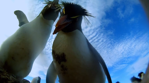 野生攝影可以這樣玩,偽裝成企鵝蛋的攝影機
