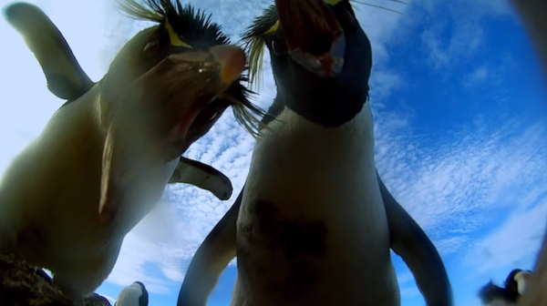 野生攝影可以這樣玩,偽裝成企鵝蛋的攝影機