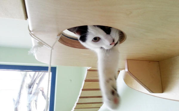 德國居家貓咪遊樂園