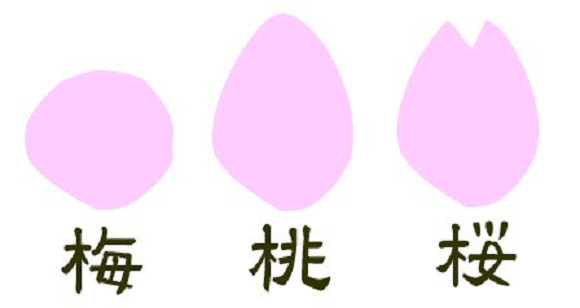 你賞的是哪種花 日本網友分享梅 櫻 桃花分辨法 大人物 160 你賞的是哪種花 日本網友分享梅 櫻 桃花分辨法 大人物 160