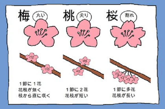 你賞的是哪種花？日本網友分享梅、櫻、桃花分辨法