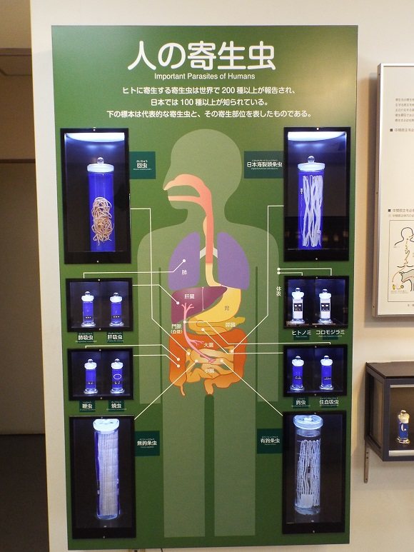 世界唯一的蟲蟲大本營，日本目黑寄生蟲博物館