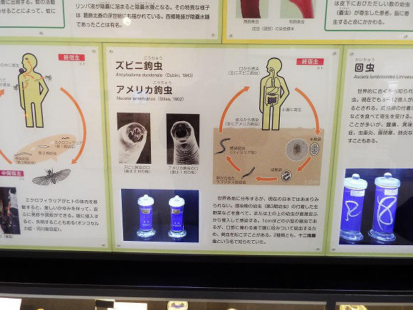 世界唯一的蟲蟲大本營,日本目黑寄生蟲博物館