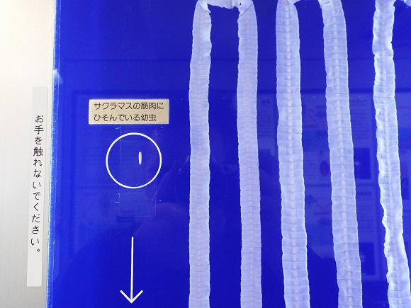 世界唯一的蟲蟲大本營,日本目黑寄生蟲博物館