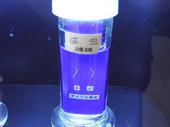 世界唯一的蟲蟲大本營,日本目黑寄生蟲博物館